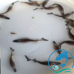 鴨嘴魚(yú)魚(yú)苗