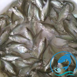 武昌魚(yú)苗
