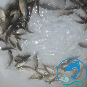 寶石鱸魚(yú)苗