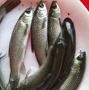 草魚(yú)