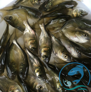 宿骨大頭魚(yú)苗