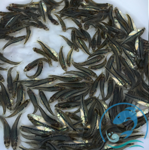 加州鱸魚(yú)苗