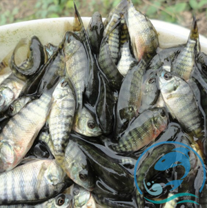 羅非魚(yú)苗