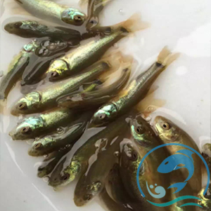 丁貴魚(yú)苗