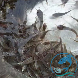 斑點(diǎn)叉尾魚(yú)苗