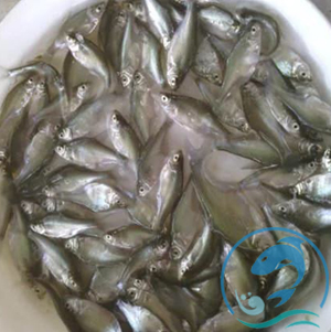 武昌魚(yú)苗